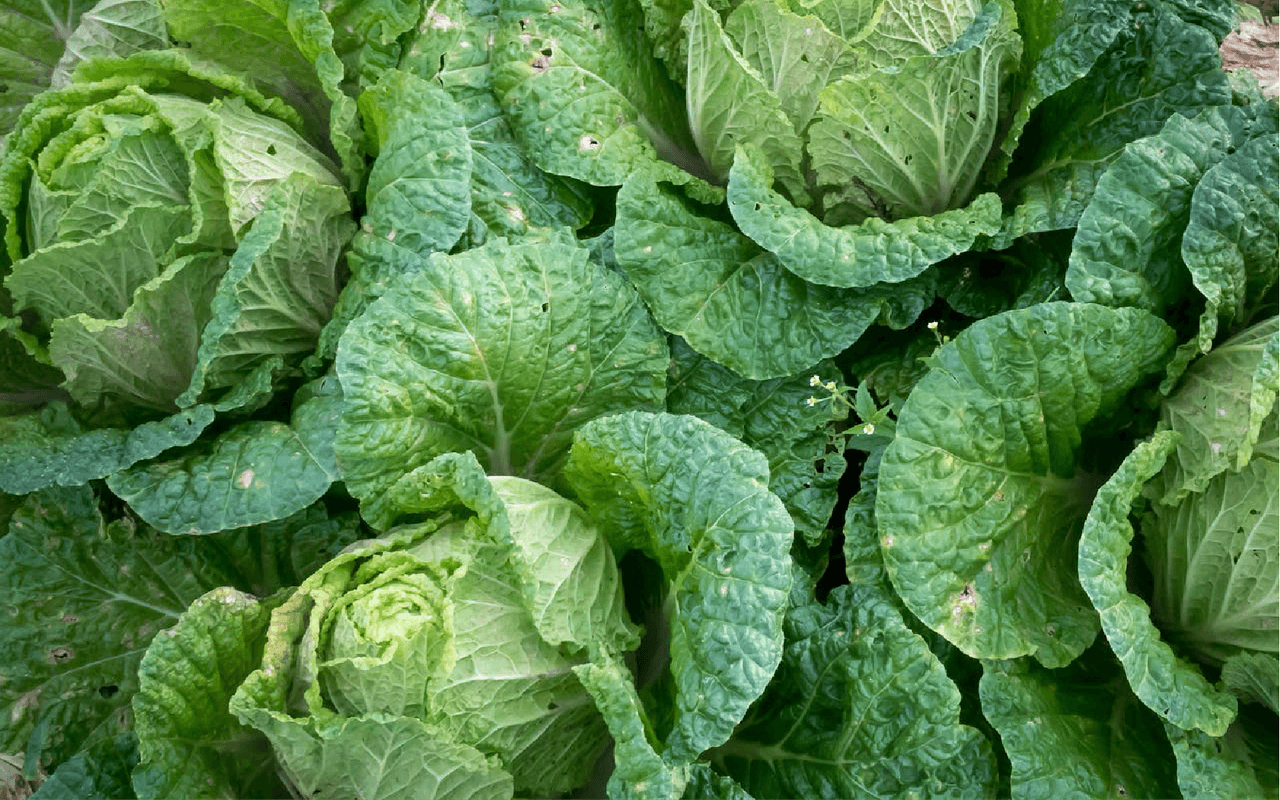 Top 9 Water-Rich Vegetables in UAE Markets- Cabbage